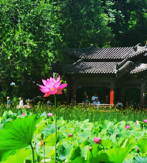 莲湖公园旅行图片 3