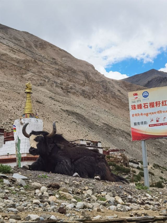 珠穆朗玛峰(不对外开放)旅行图片 2