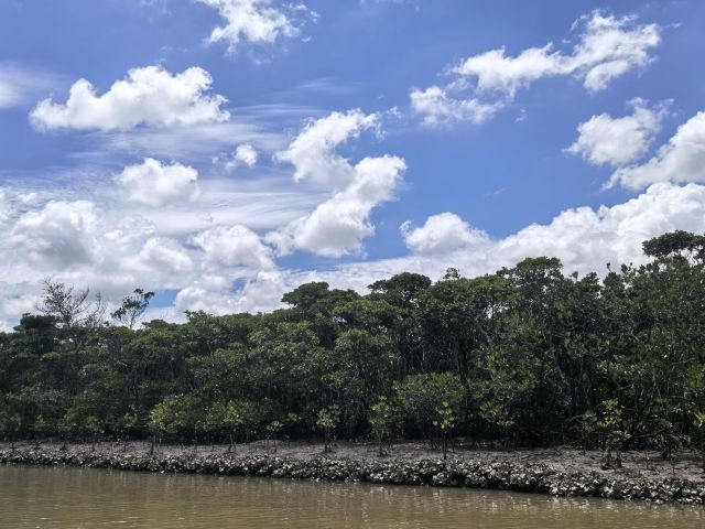东寨港红树林旅游区旅行图片 3