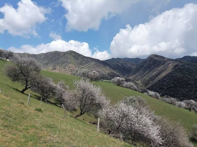 那拉提杏花谷旅行图片 1