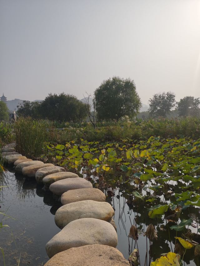 长兴太湖图影湿地文化园-观景塔旅行图片 1