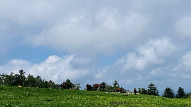 老秃顶草原景区(暂停开放)旅行图片 5