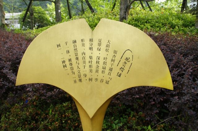 银杏公园旅行图片 2