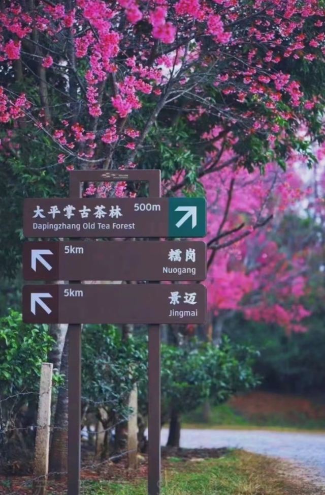 大平掌古茶林旅行图片 1