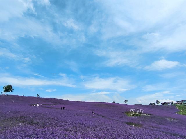 野玉海度假区野鸡坪花海景点旅行图片 2