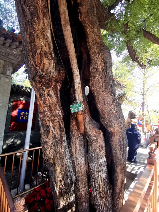 广济寺旅行图片 1
