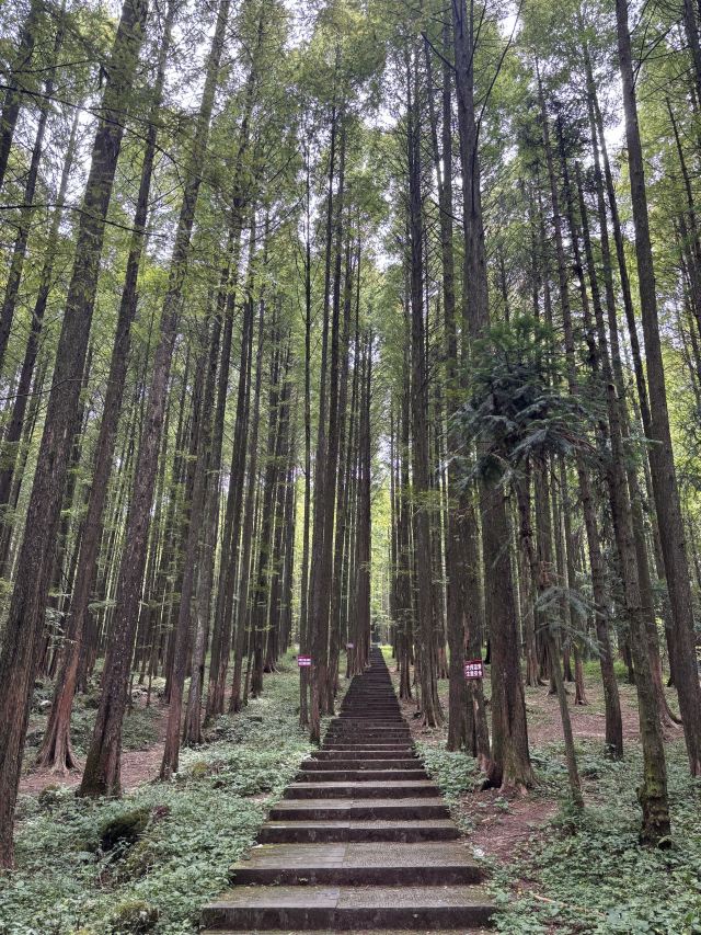 武陵山国家森林公园旅行图片 2