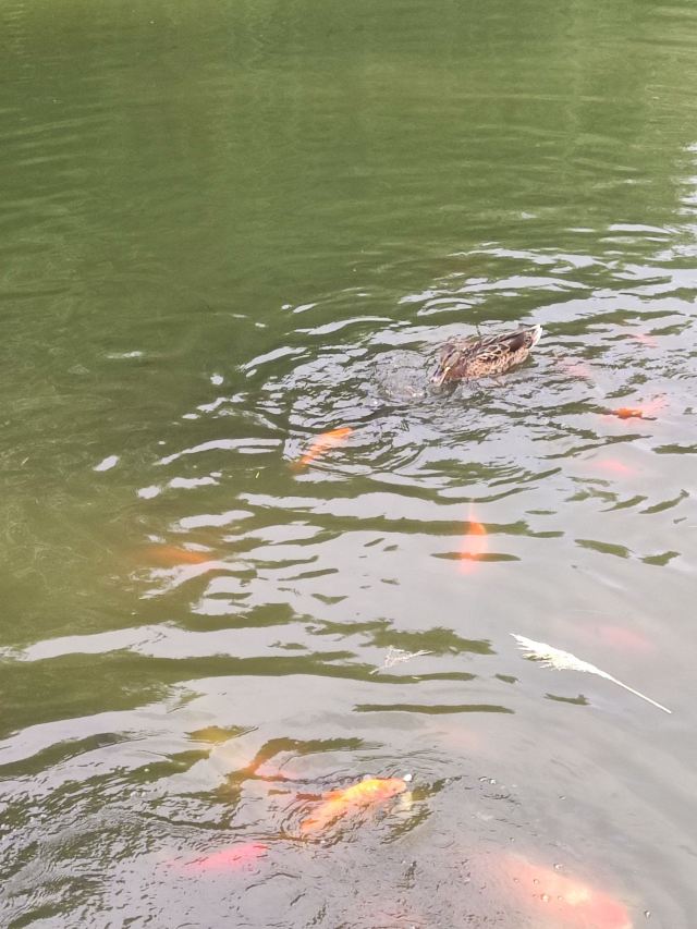 柳荫公园旅行图片 9