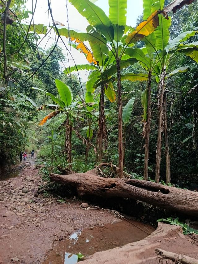 基诺山雨林徒步旅行图片 7