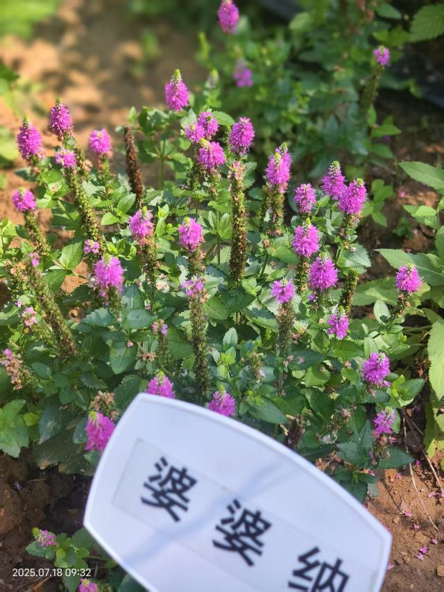 老山城市休闲公园旅行图片 9