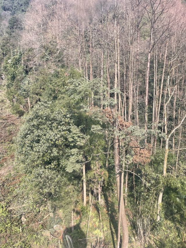青城山景区旅行图片 1
