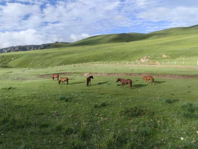 山丹皇家马场景区(暂停开放)旅行图片 2