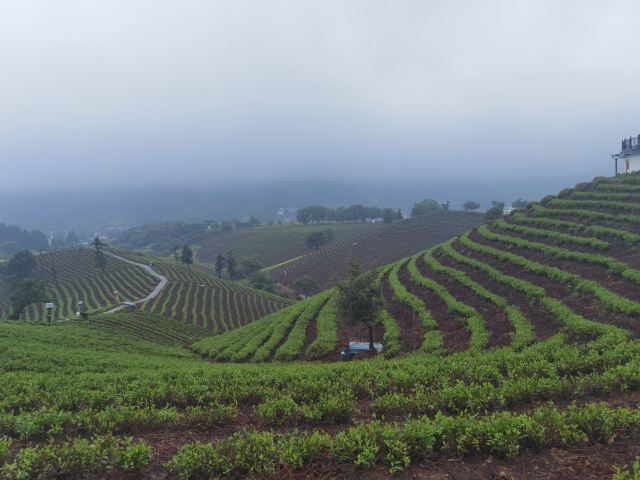 白茶原·安吉白茶观景平台旅行图片 3