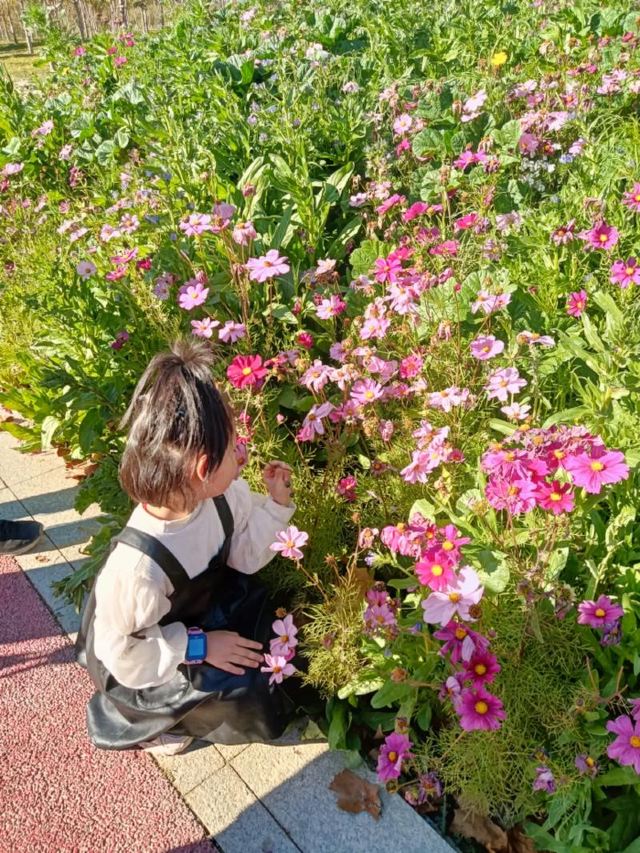 苹果公园旅行图片 6