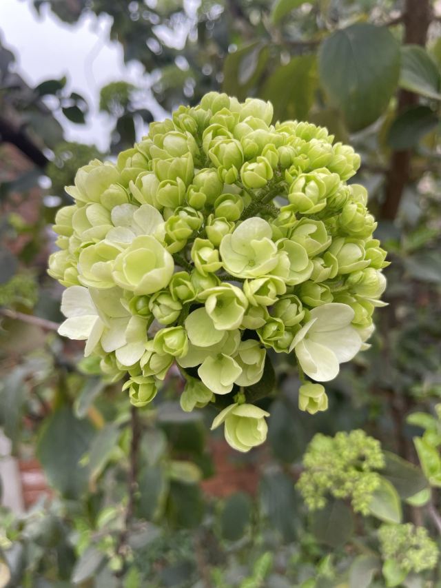 成都植物园旅行图片 1