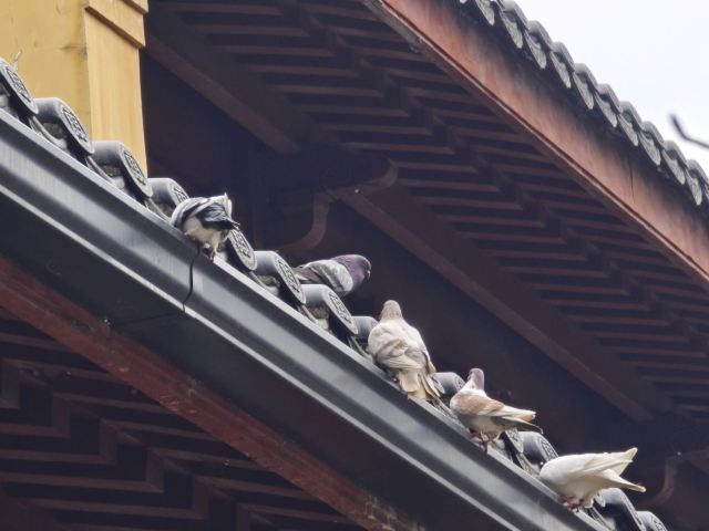 山塘街旅行图片 1
