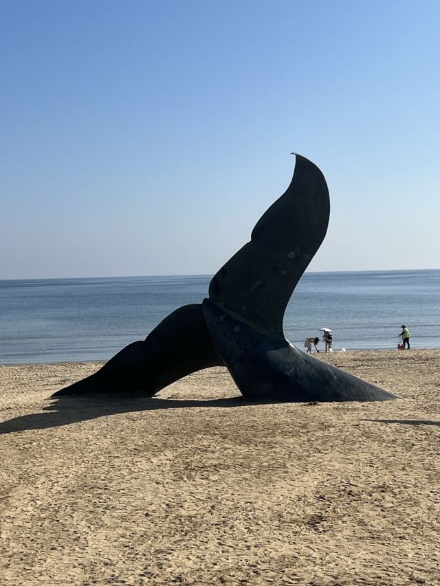 孤独的鲸旅行图片 2