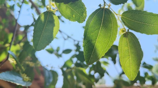 赛汗塔拉城中草原旅行图片 1