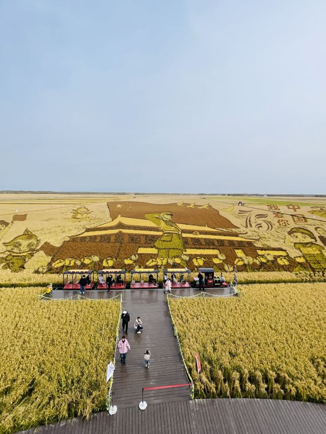 八五八农场千岛林稻田画旅行图片 9