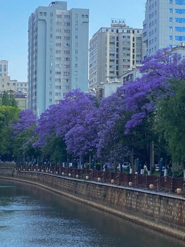 桃源广场旅行图片 6