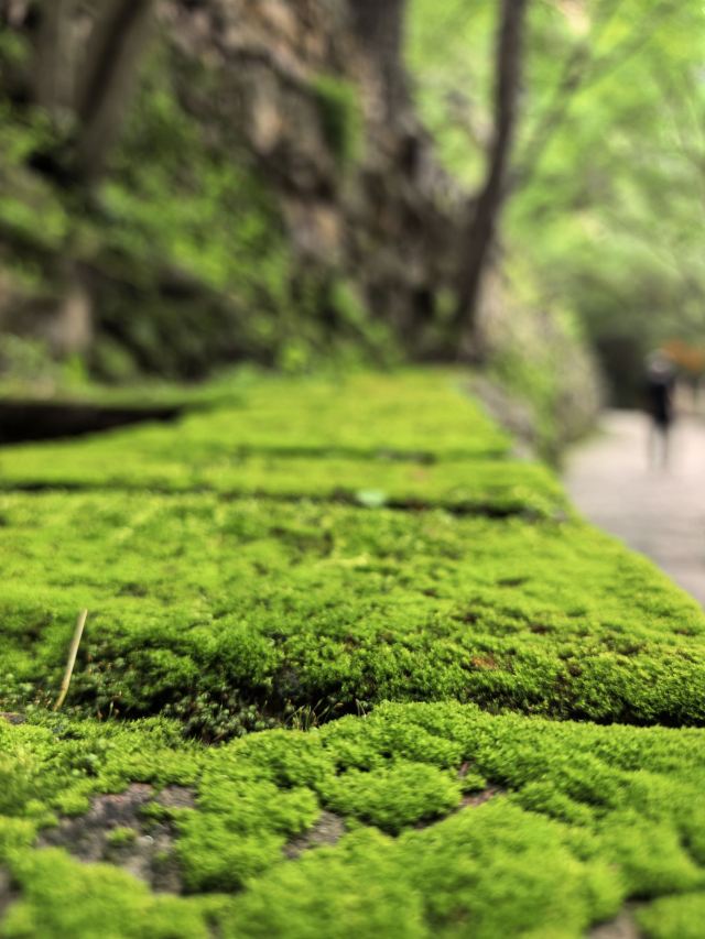 藏山旅游风景区旅行图片 1