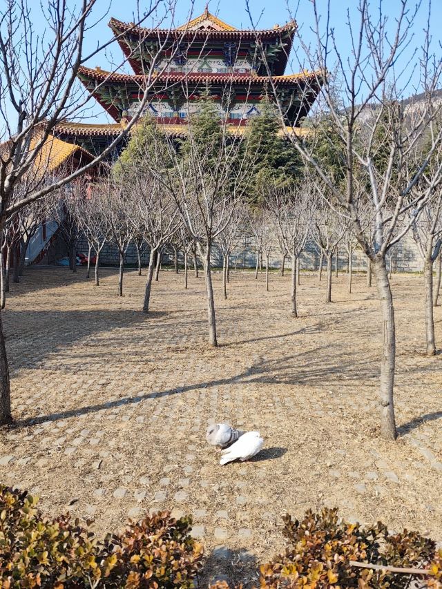 龙兴寺旅行图片 3