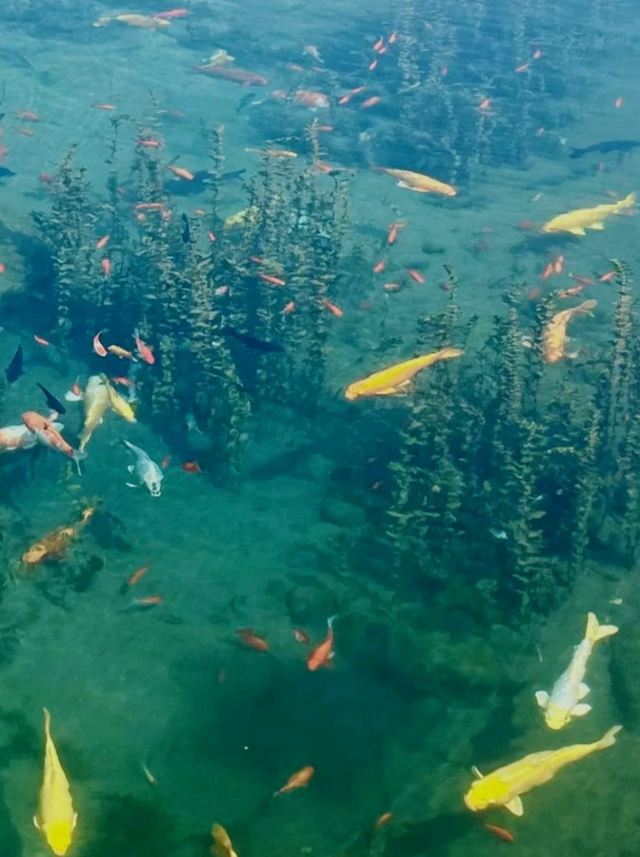 黑龙洞旅行图片 4
