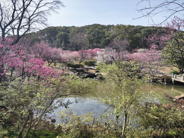 荣氏梅园旅行图片 3