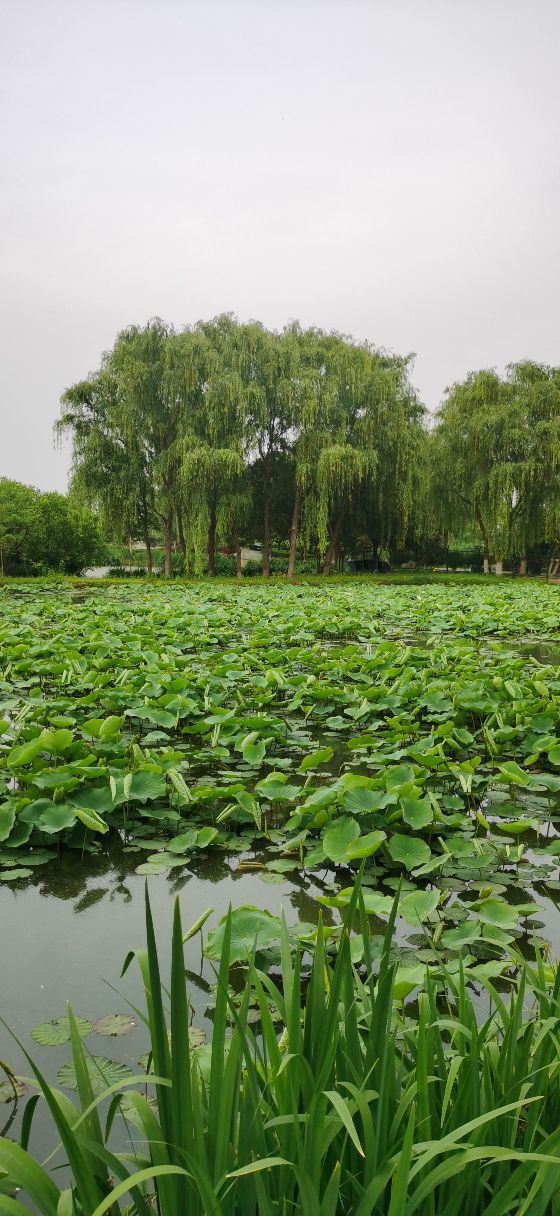 西安浐灞国家湿地公园旅行图片 2