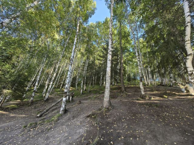 白桦林旅行图片 4
