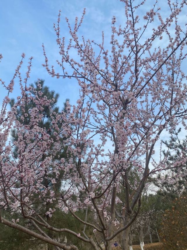 晋阳街公园旅行图片 2