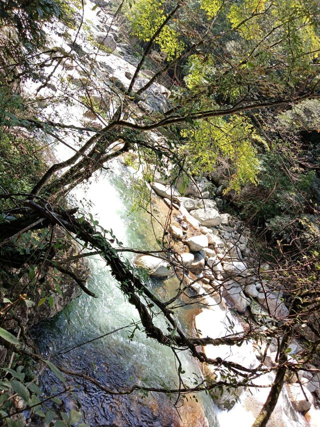 炎陵县神农谷国家森林公园旅行图片 5