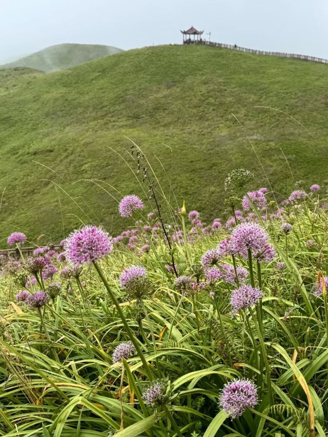 阿西里西韭菜坪旅行图片 2