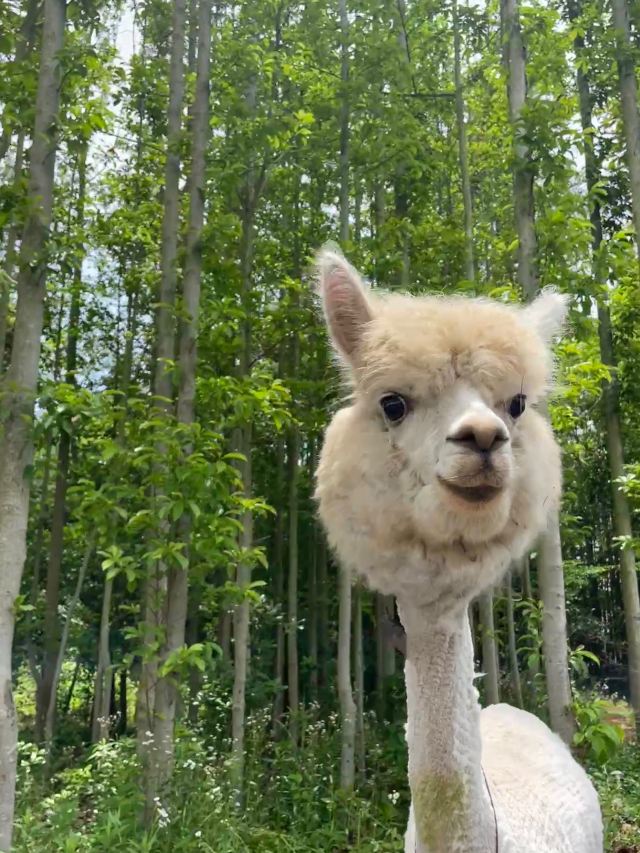 自然卷卷牧野旅行图片 4