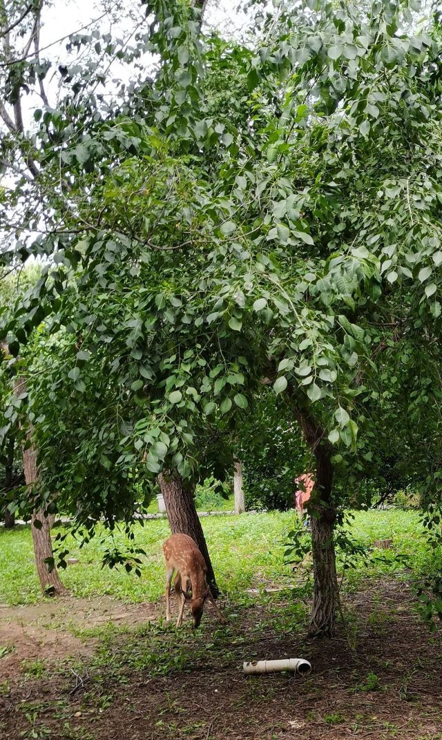 熊岳植物园旅行图片 3