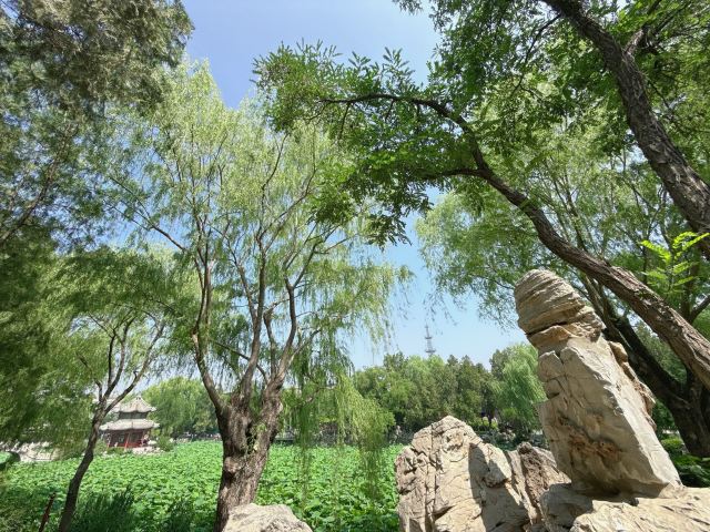 莲池书院博物馆(古莲花池)旅行图片 3