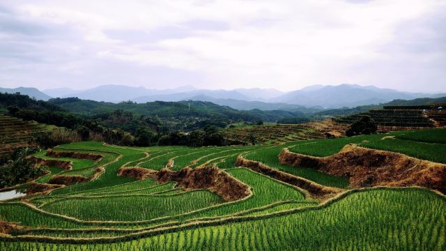 牙胡梯田景区旅行图片