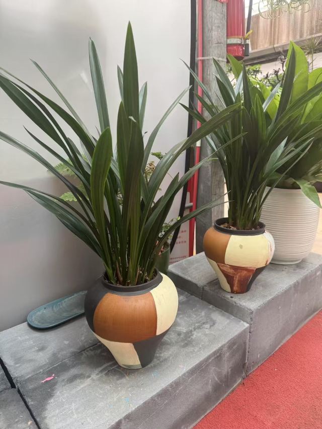 邯郸植物园旅行图片 2