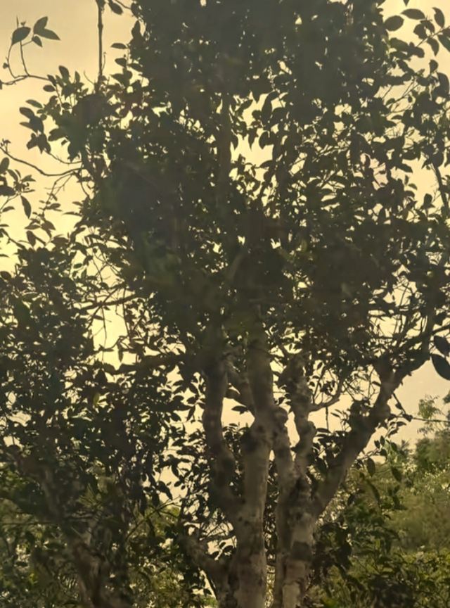 大平掌古茶林旅行图片 14