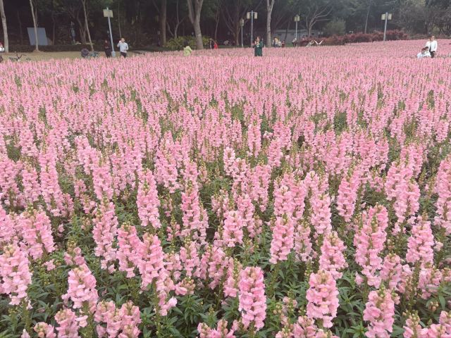 顺峰山公园旅行图片 9