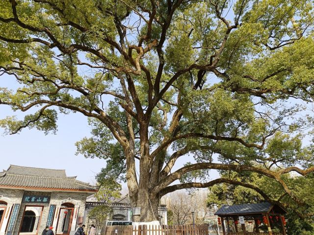 东洲岛旅行图片 3