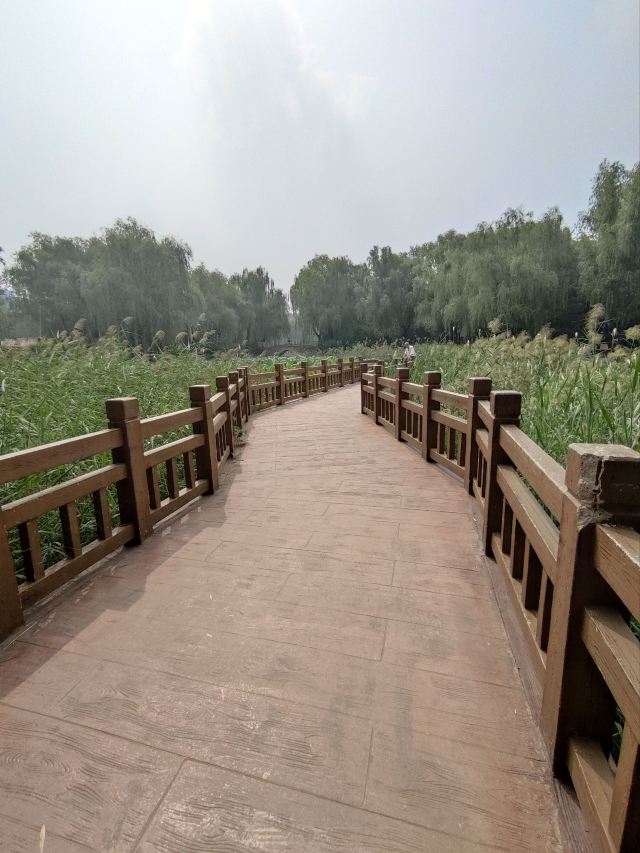 柳荫公园旅行图片 4