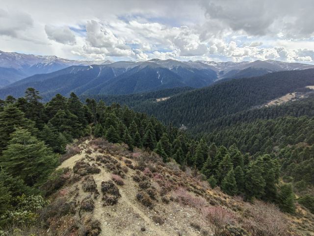 鲁朗林海风景区旅行图片 1