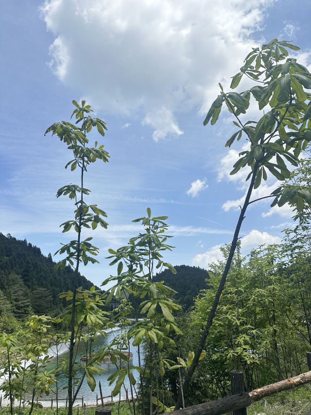 武陵山国家森林公园旅行图片 3