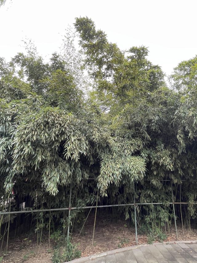 千灵山旅行图片 4