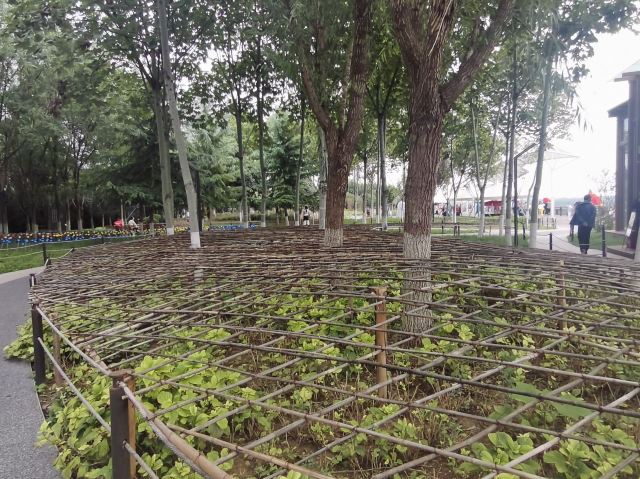 高陵泾渭湿地观光园旅行图片 3
