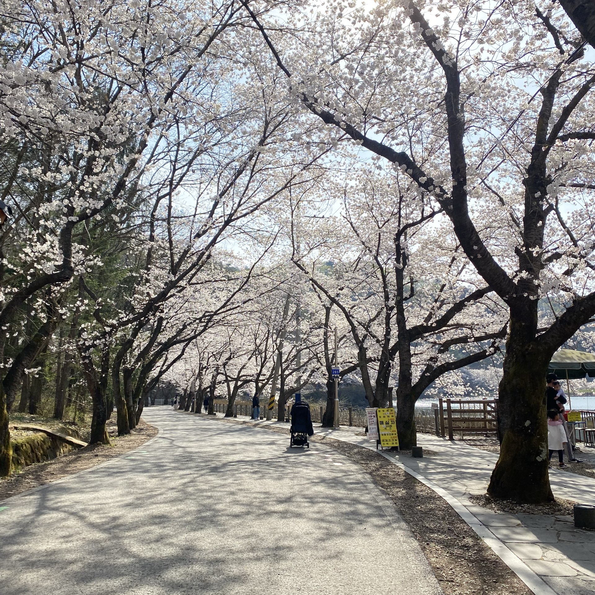 樱花季南韩山有趣的旅游景点