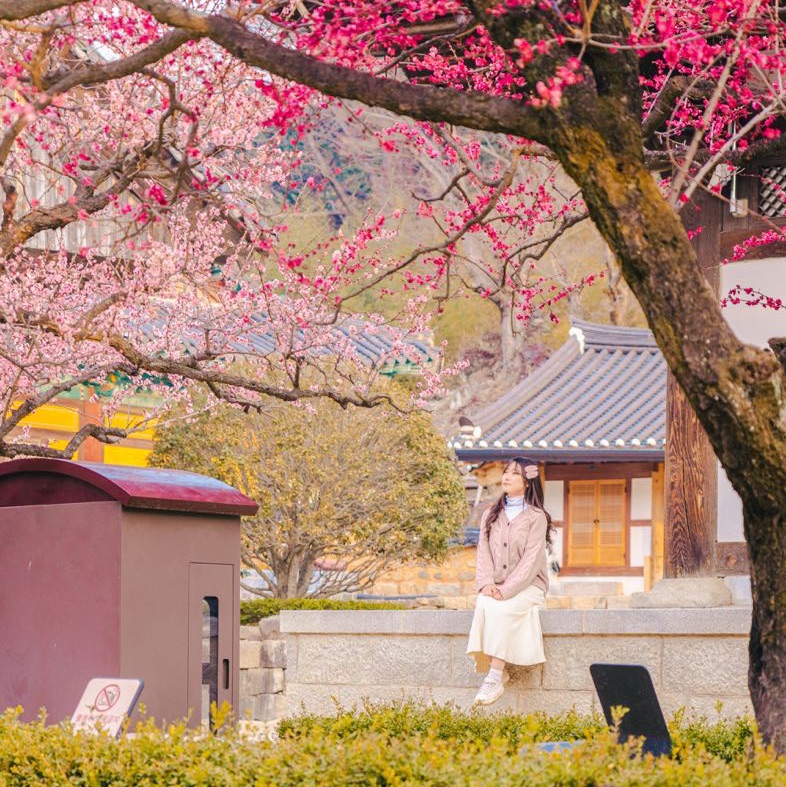 🌸寺庙与红梅花的美丽春天的和谐[阳山,通道寺]🌸