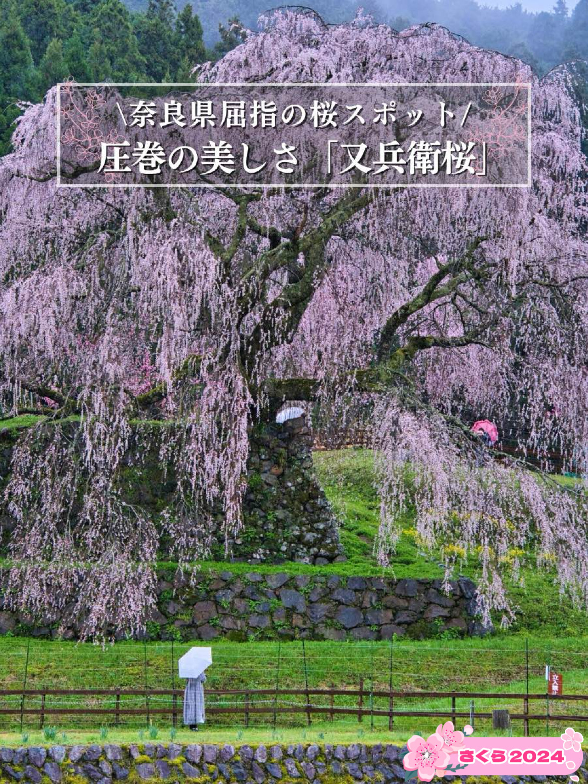 [奈良×樱花]高13m,树龄300年的杰作垂枝樱花🌸