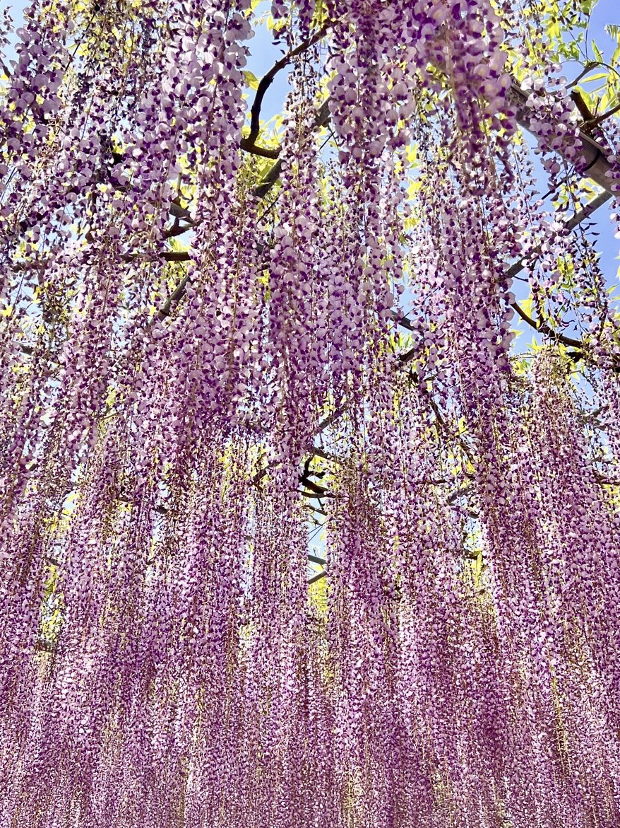 太美了,无法说话🥹紫藤盛开的足利花卉公园